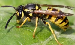 Yellow Jacket vs Hornet: A Complete Guide to Identifying Them