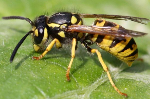 Yellow Jacket vs Hornet