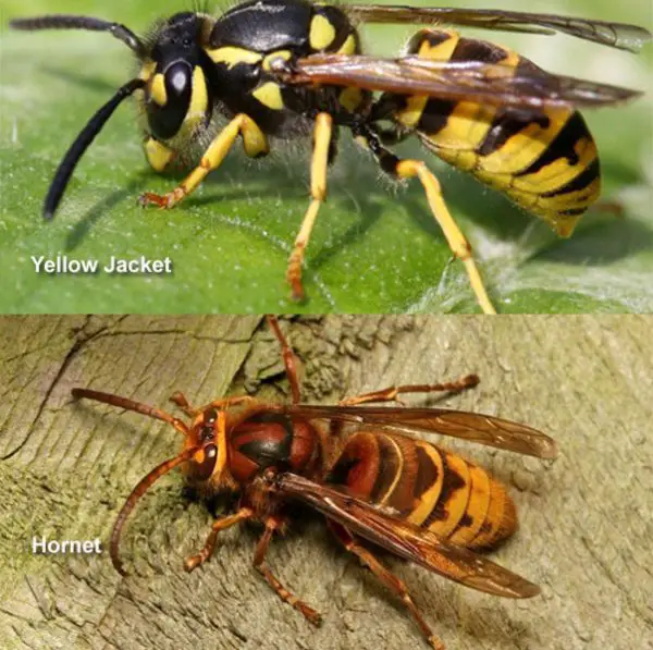 Yellow Jacket vs Hornet