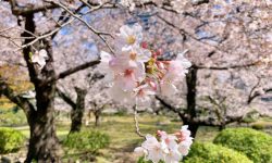 Yoshino Cherry Tree Care and Growing Guide (Most Detailed)