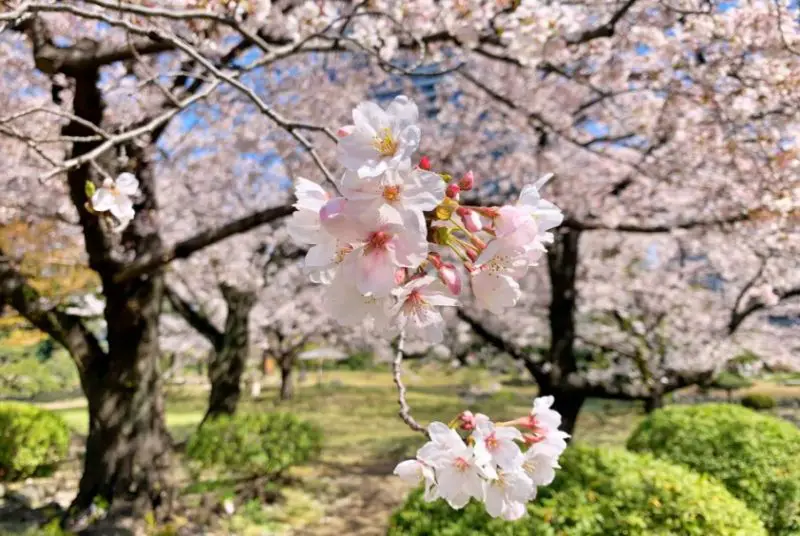 Yoshino Cherry Tree