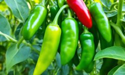 Anaheim Pepper Care and Growing Guide (Most Detailed)