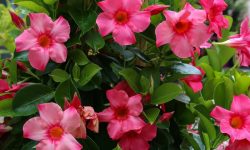 Dipladenia Care and Growing Guide with Ultimate Tips