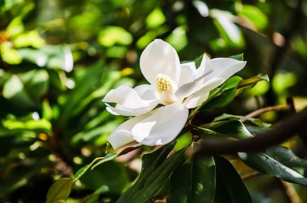 magnolia tree