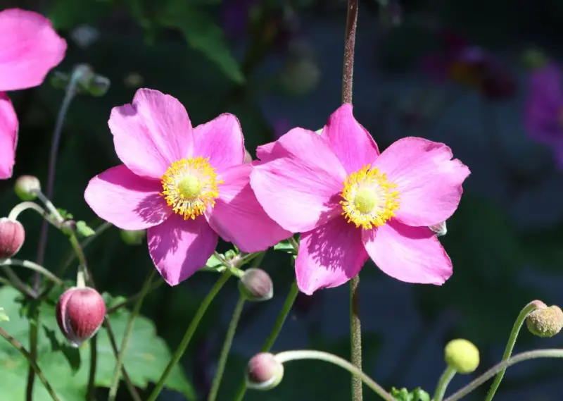 Anemone Flower