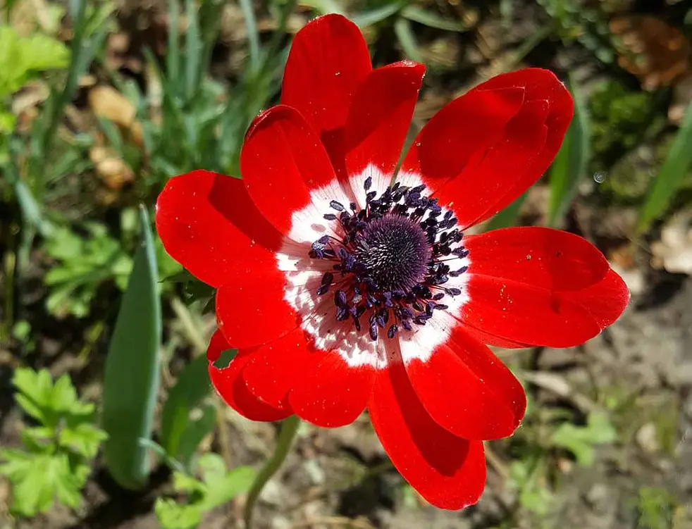 Anemone Flower