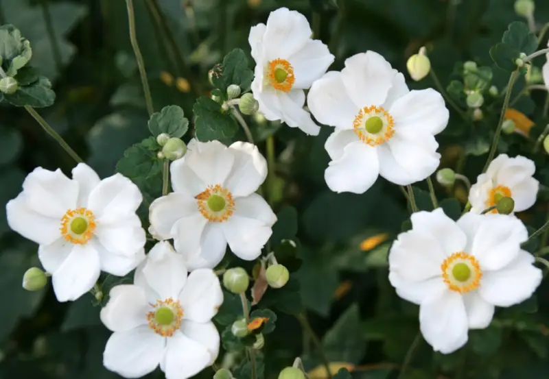 Anemone Flower