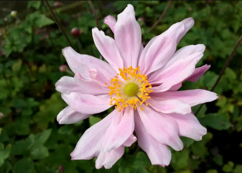 Anemone Flower