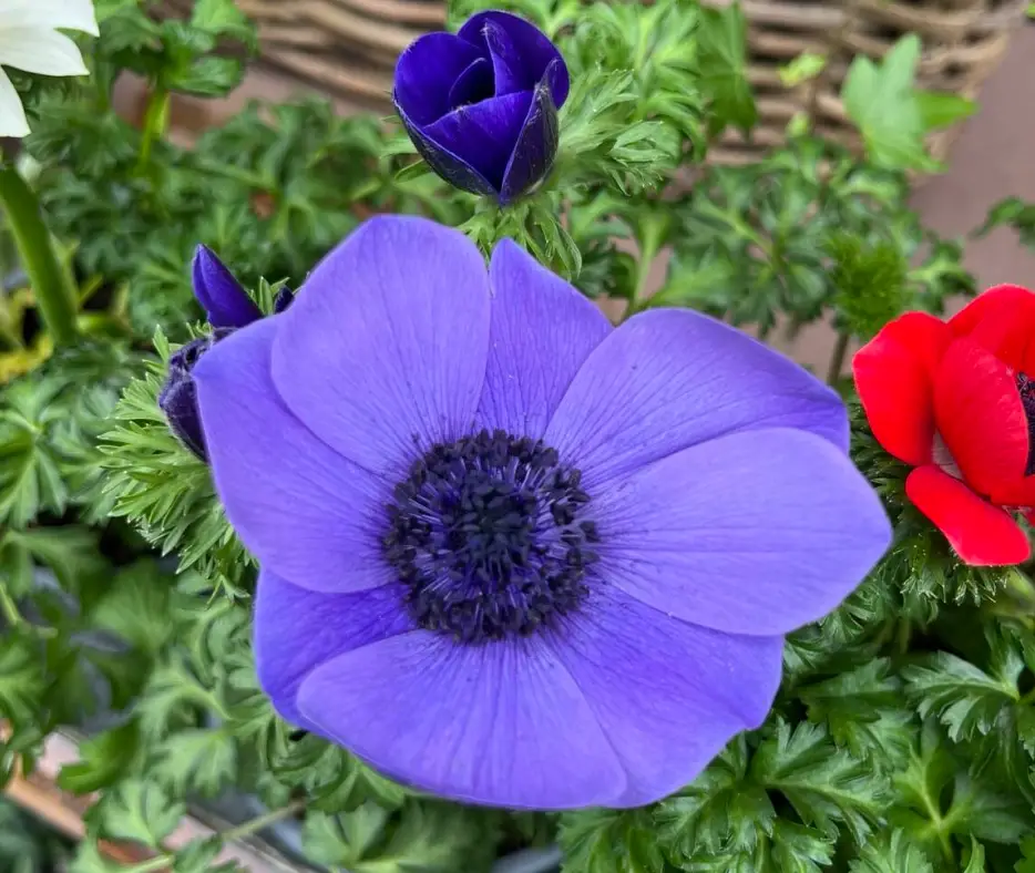 Anemone Flower