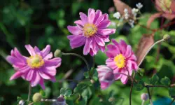 15 Stunning Anemone Flower Species with Pictures and Names