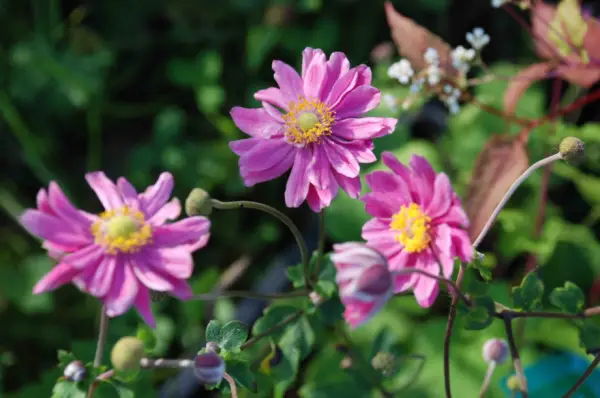 Anemone Flower