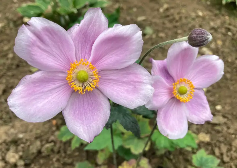 Anemone Flower