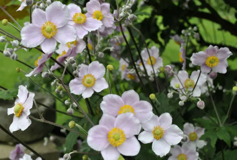 Anemone Flower