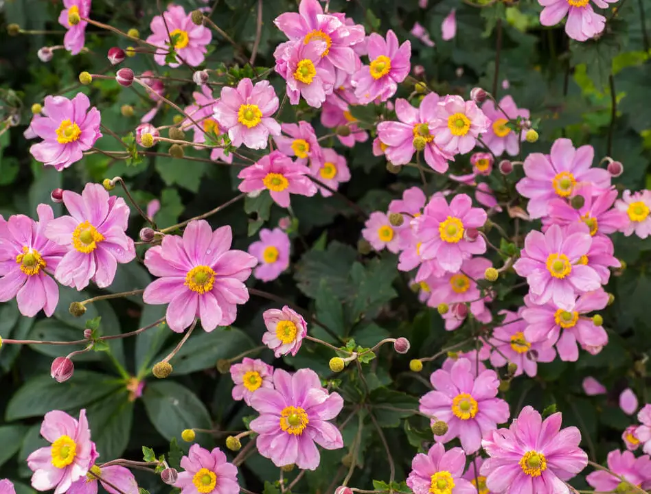 Anemone Flower