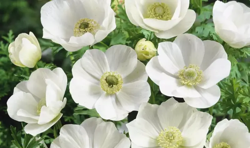 Anemone Flower