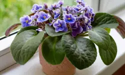 African Violets Care and Growing Guide with Ultimate Tips