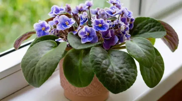 African Violets Care