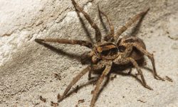 Are Wolf Spiders Dangerous? What You Need to Know