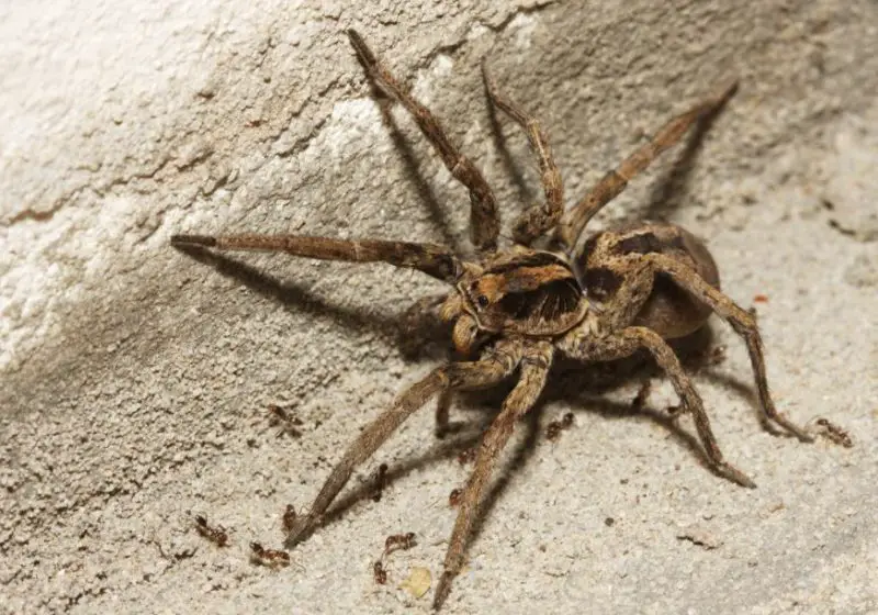 Are Wolf Spiders Dangerous