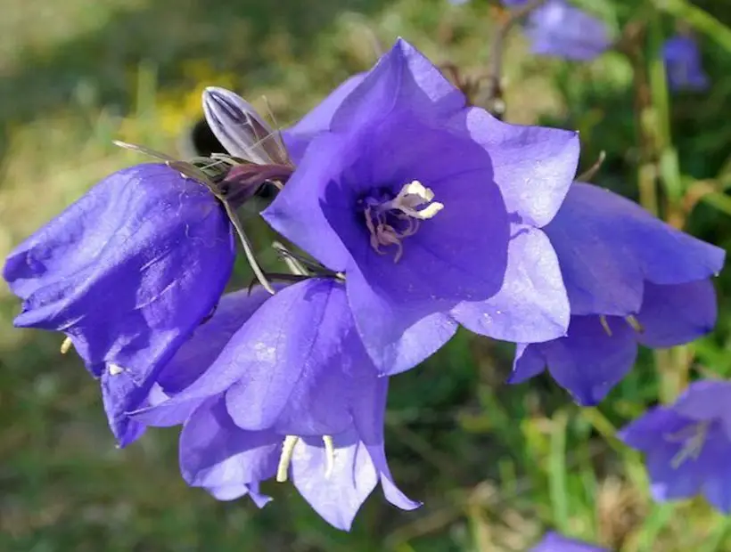 Bluebell Flowers