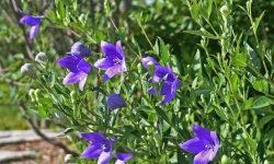 Balloon Flower Care and Growing Guide with Ultimate Tips