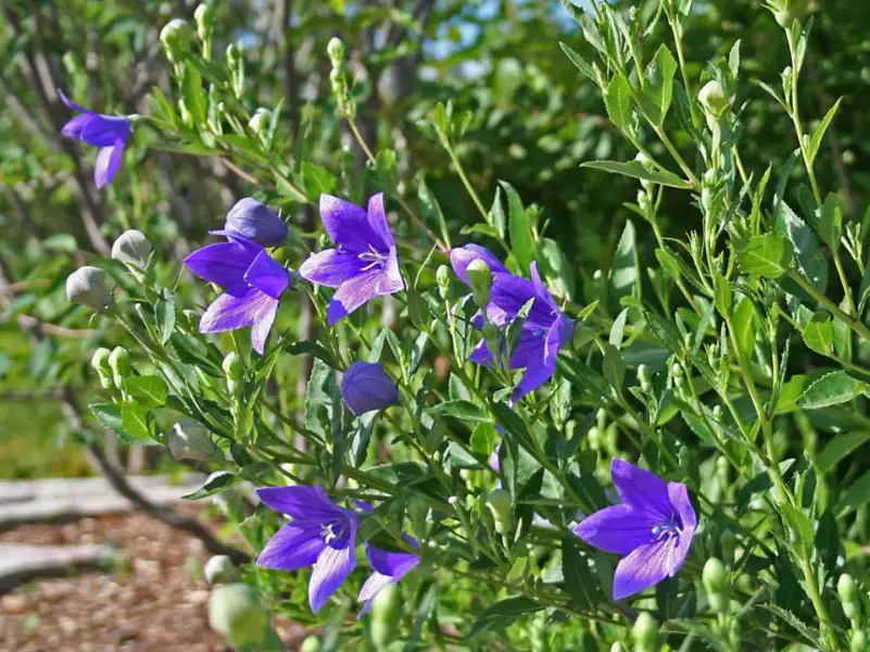 Balloon Flower