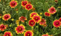 Blanket Flower Care and Growing Guide with Ultimate Tips