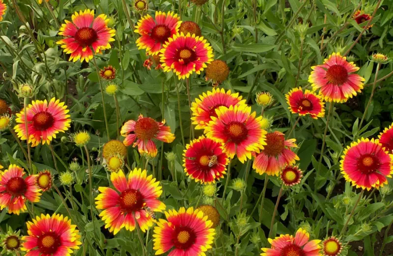 Flowers That Bloom in Summer