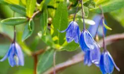 20 Types of Bluebell Flowers with Pictures and Names