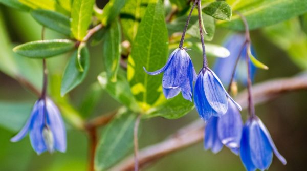 Bluebell Flowers