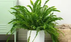 Boston Fern Care and Growing Guide with Ultimate Tips