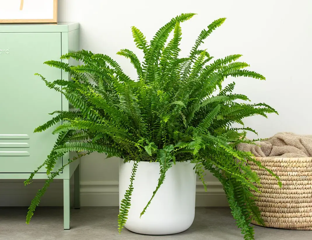 Boston Fern