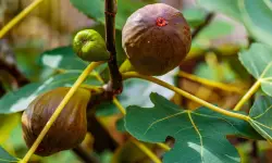 Brown Turkey Fig Tree Care and Growing Guide with Ultimate Tips