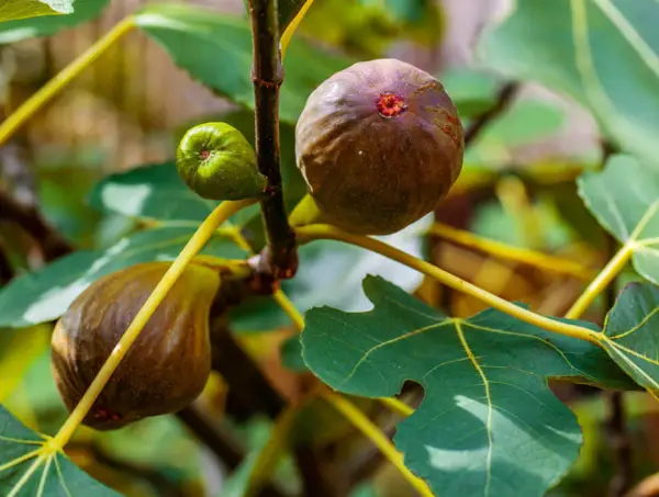 Brown Turkey Fig Tree