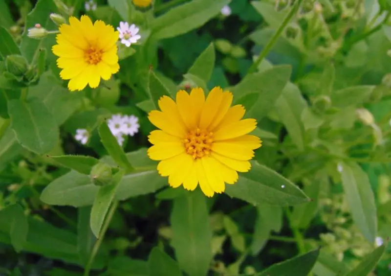 Calendula Flowers