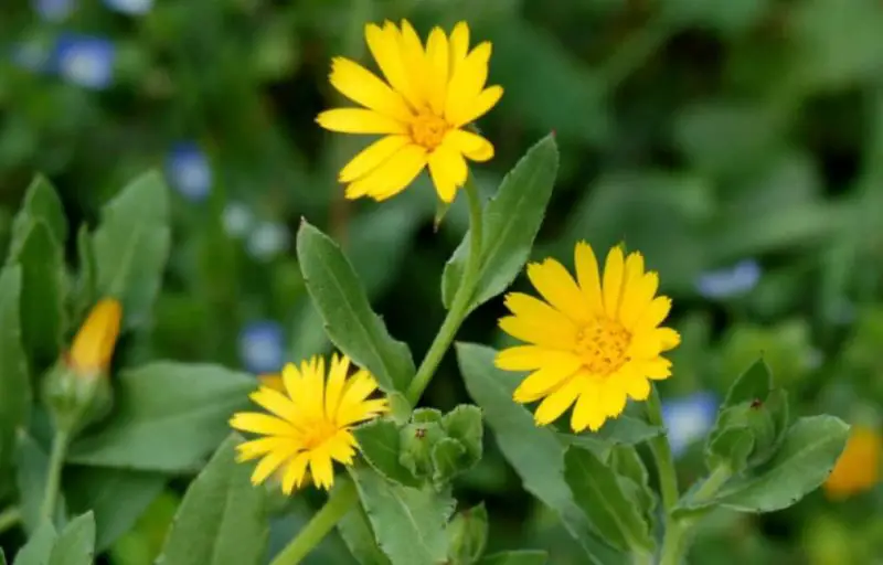 Calendula Flowers