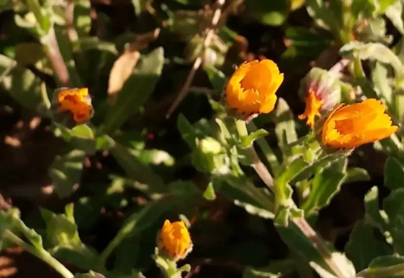 Calendula Flowers