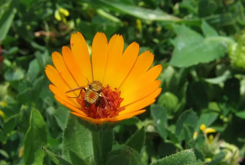 Calendula Flowers