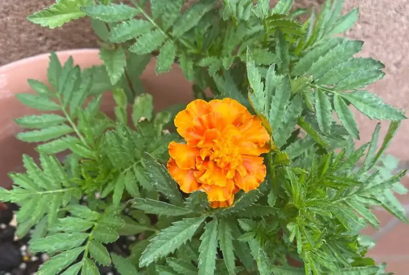 Calendula Flowers