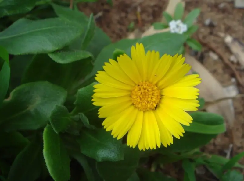 Calendula Flowers