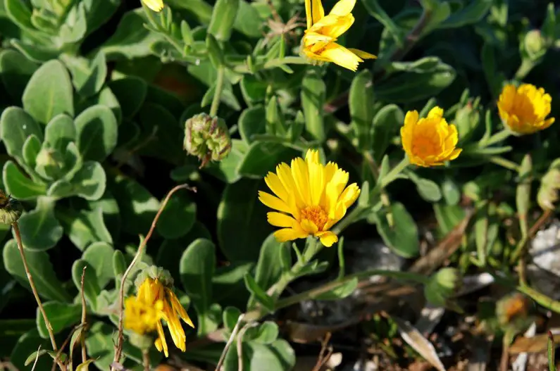 Calendula Flowers