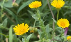 28 Types of Calendula Flowers with Pictures and Names