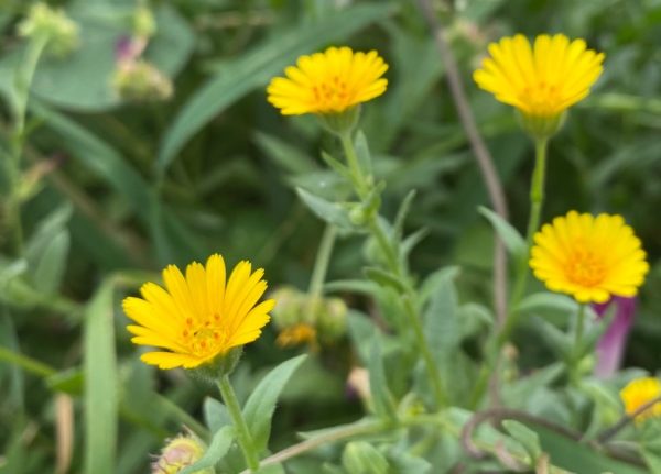 Calendula Flowers