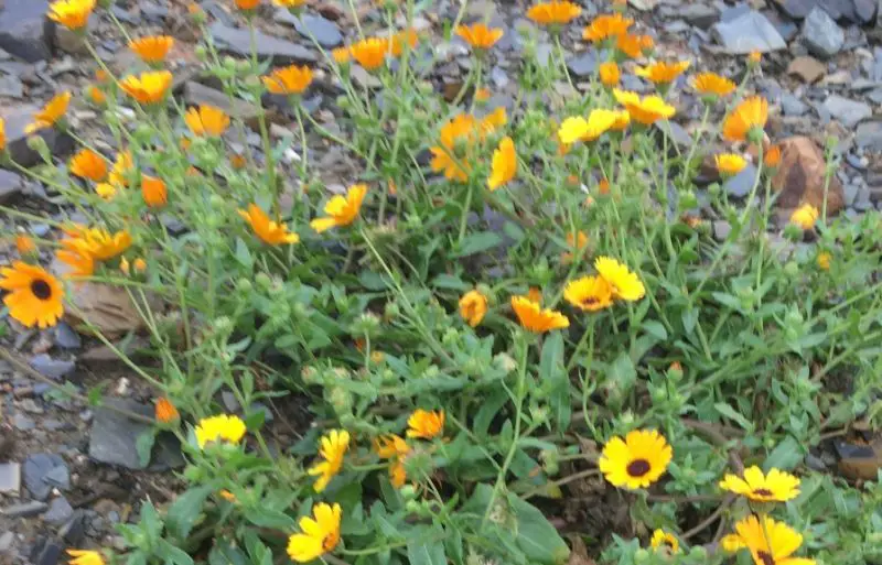 Calendula Flowers