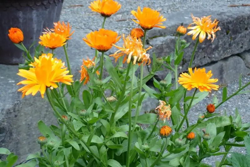 Calendula Flowers