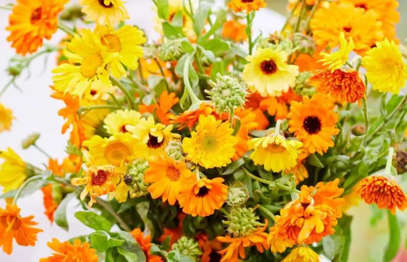 Calendula Flowers