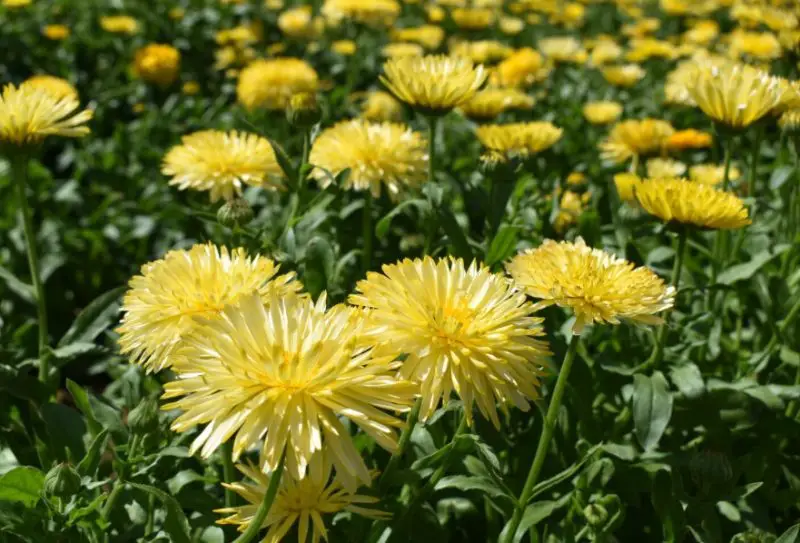 Calendula Flowers