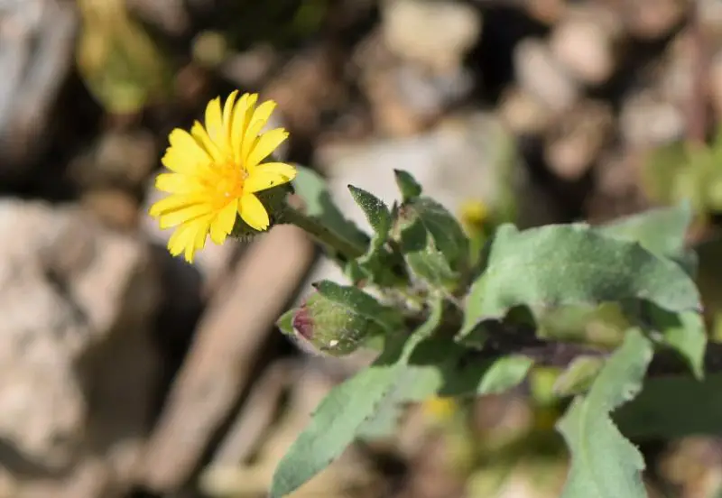 Calendula Flowers