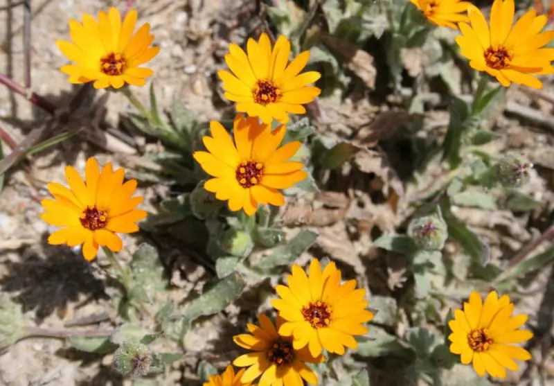 Calendula Flowers