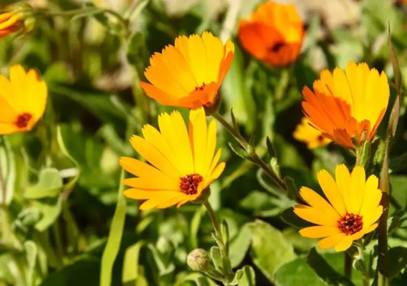 Calendula Flowers